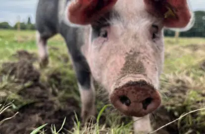 There is always time for a picture with the pig!