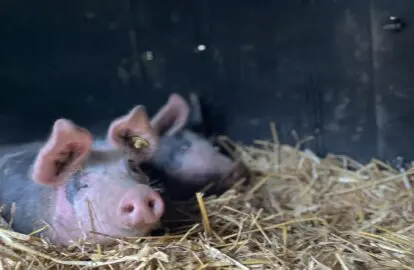 And then of course there are sometimes piglets!