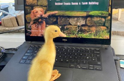 Duckling on Laptop - Farm Adventure