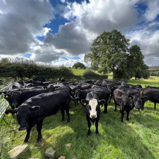 Farm Adventure Cattle