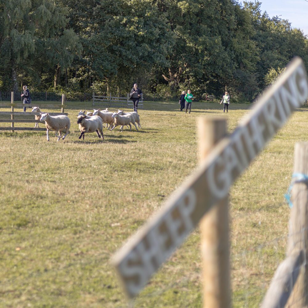 Hen Parties at Farm Adventure