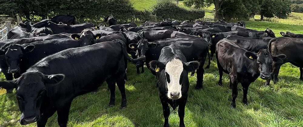 Farm Stay Experience at Farm Adventure