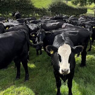 Farm Stay Experience at Farm Adventure