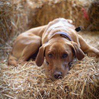 Farm Stay Experience at Farm Adventure