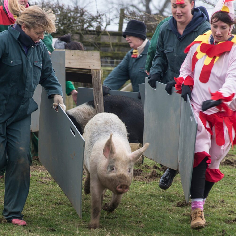 Hen Parties at Farm Adventure