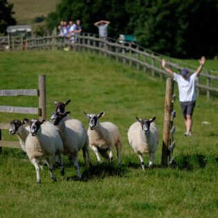 Stag Parties at Farm Adventure