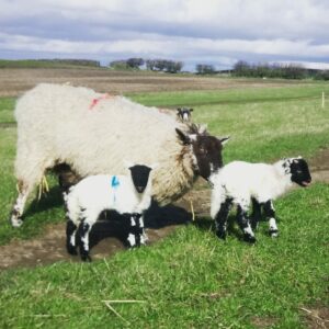 Lambing-Live-P1-6
