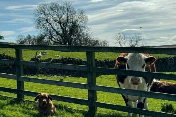 Herefords-1-scaled-e1769097027504